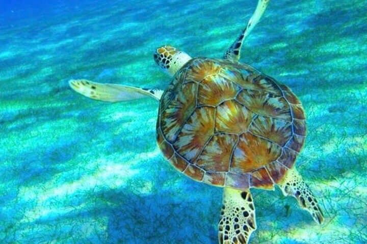Private Island Hopping & Snorkel Charter from St. Thomas — 7.5-Hour 35' Marlin photo 3