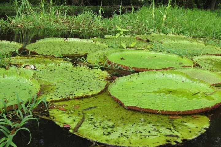 4-Day Amazon Lodge Immersion: Jungle Lodge, River Tours & Community Visits photo 3