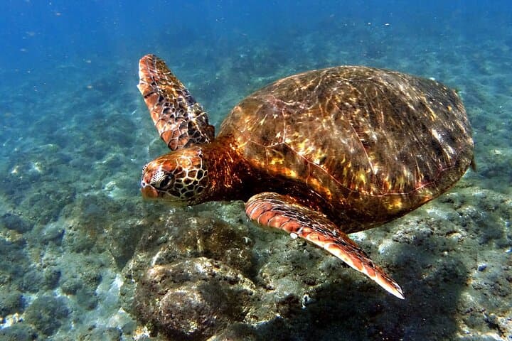 4-Day Adventure on Rapa Nui: Terevaka, Snorkel & Horseback