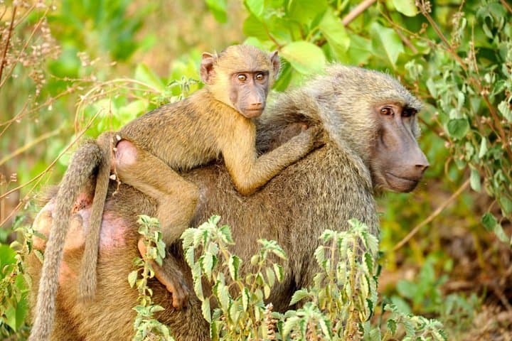 Two-Day Volta Adventure: Hike Afadzato, See Wli Falls & Meet Mona Monkeys photo 5