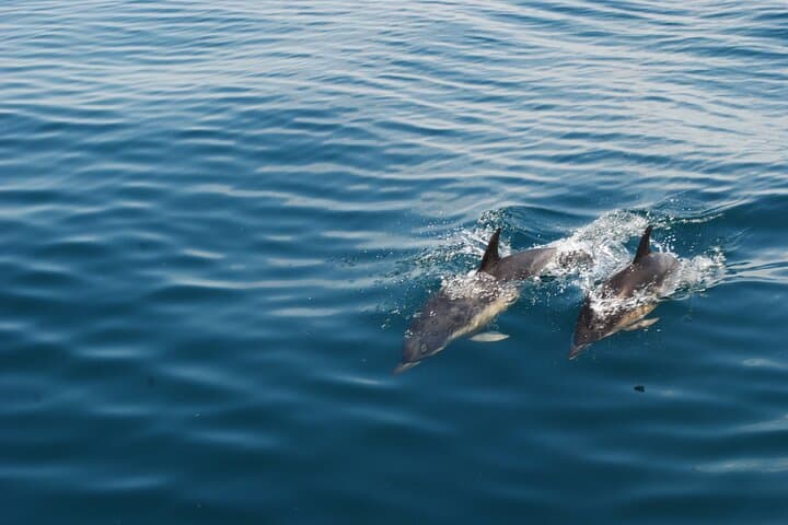 Albufeira Dolphin Watching and Benagil Caves Cruise photo 4