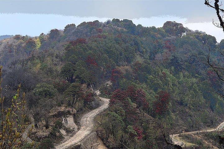 Sandakphu and Singalila Day Trip from Darjeeling: Ridge Walks, Rhododendrons & Himalayan Panoramas photo 3