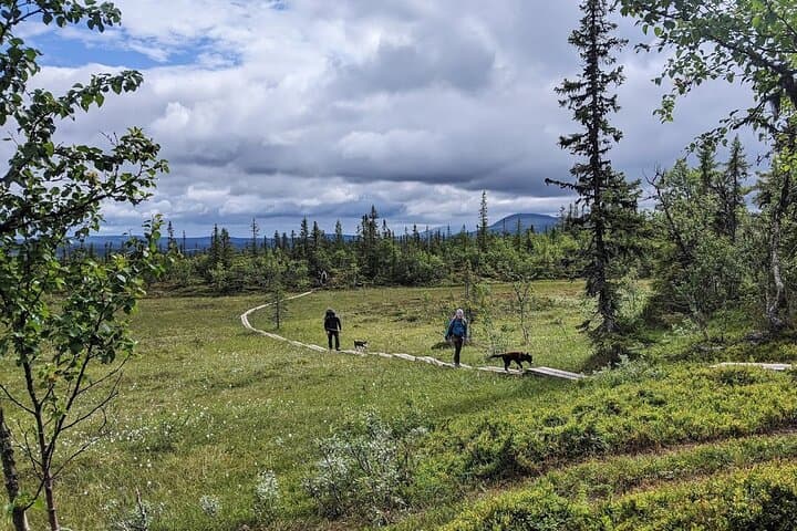 Half-Day Huskie Walk: Guided Arctic Wilderness Stroll near Åre photo 2