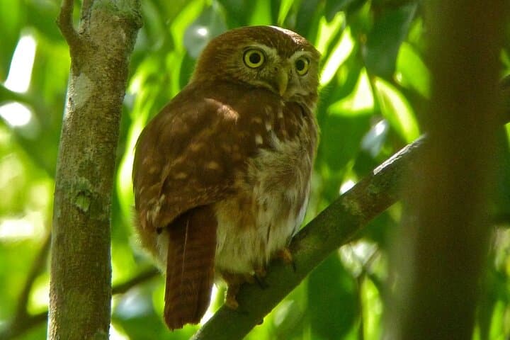 Birdwatching in Sian Kaan Muyil from Tulum — Shared Group Birding Tour photo 6