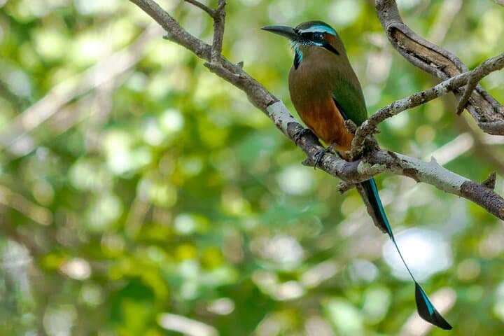 Birdwatching in Sian Kaan Muyil from Tulum — Shared Group Birding Tour photo 5
