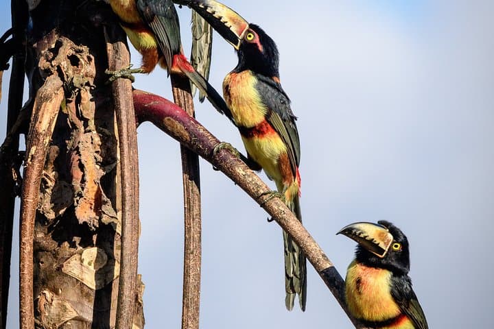 Birdwatching in Sian Kaan Muyil from Tulum — Shared Group Birding Tour photo 3
