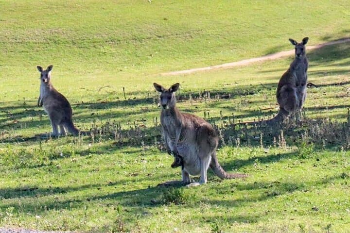 Great Ocean Road Day Tour from Melbourne: Twelve Apostles, Koalas & Coastal Walks photo 6