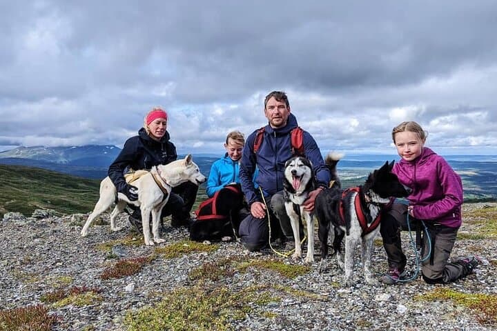 Half-Day Huskie Walk: Guided Arctic Wilderness Stroll near Åre photo 4