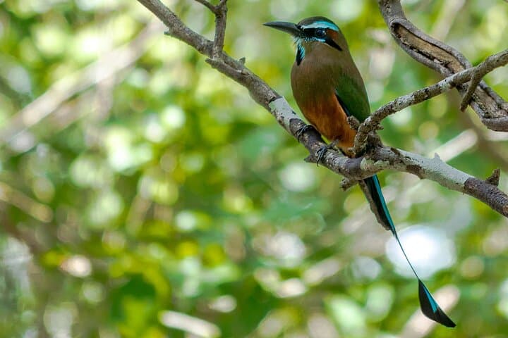Birdwatching Coba from Tulum: Shared Eco‑Tour to See 360+ Species photo 4
