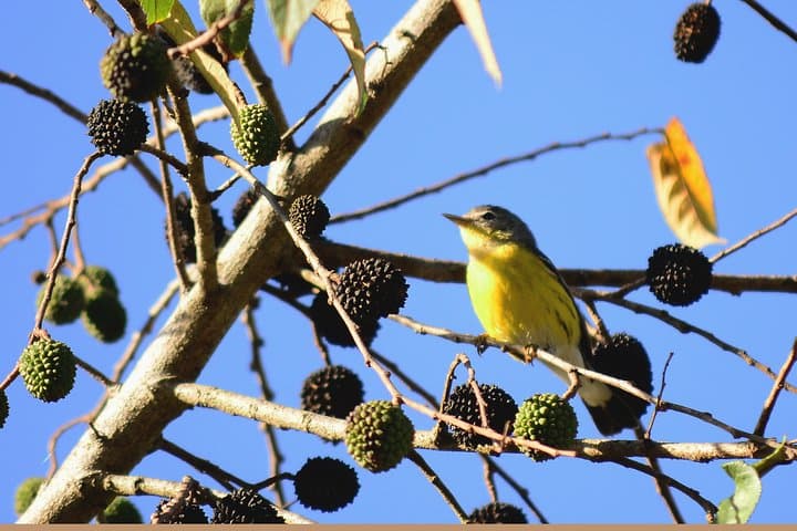 Birdwatching Coba from Tulum: Shared Eco‑Tour to See 360+ Species photo 5