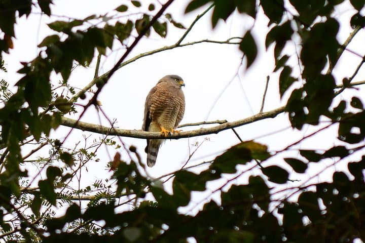 Birdwatching Coba from Tulum: Shared Eco‑Tour to See 360+ Species photo 6