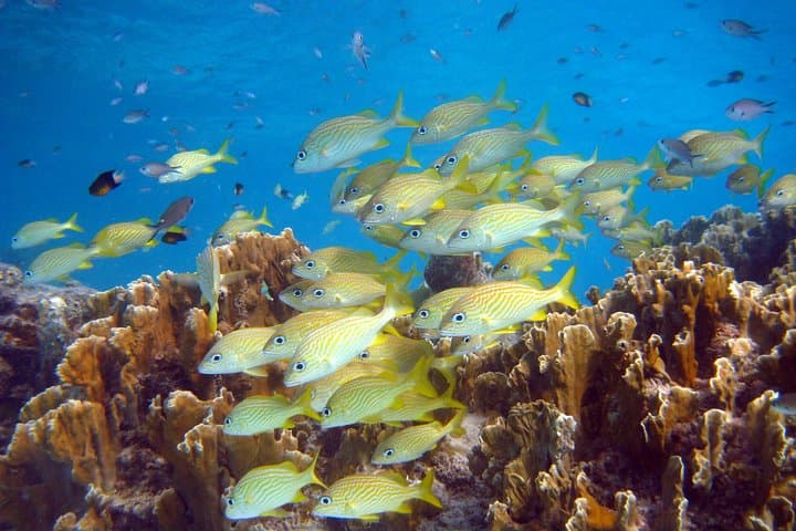 Private Klein Bonaire Snorkel Tour: 4-Hour Boat Charter from Kralendijk