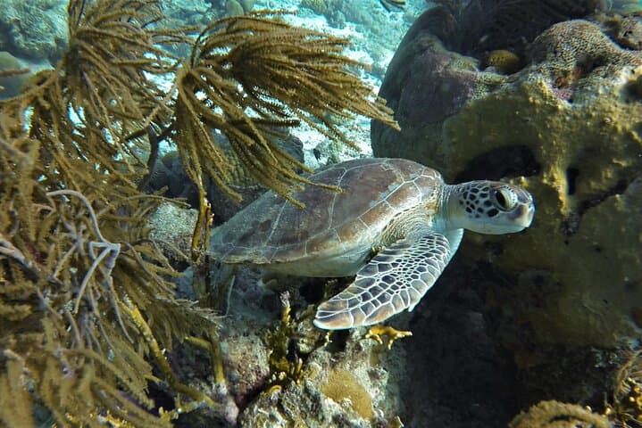 Private Klein Bonaire Snorkel Tour: 4-Hour Boat Charter from Kralendijk photo 2