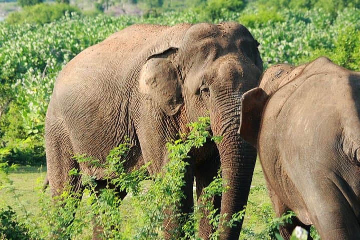 Knuckles & Wasgamuwa: 3-Day Trek and Safari from Kandy photo 2