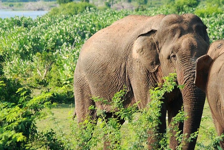 Knuckles Range Trek & Wasgamuwa Safari — 3-Day Adventure from Colombo photo 2
