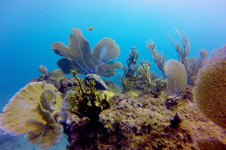 Discover Scuba Diving in Punta Cana: Guided Intro Dive to 12m with Pool Training photo 4