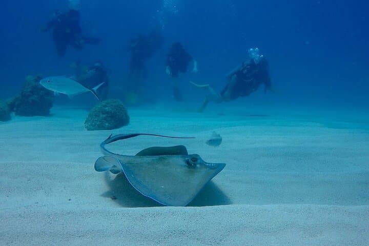 Bávaro Double‑Tank Scuba Diving: Shipwrecks, Reefs & Sharks in Punta Cana photo 6