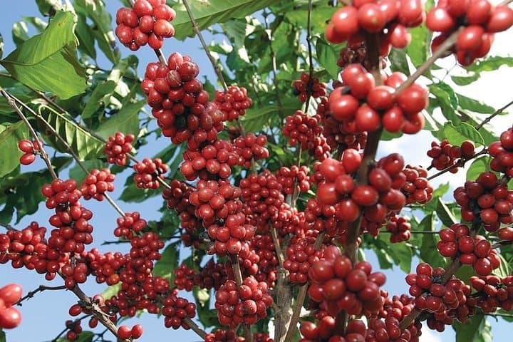 Jardín Coffee Tour: Coffee Estate, Town Plaza & Waterfall Day Trip from Medellín