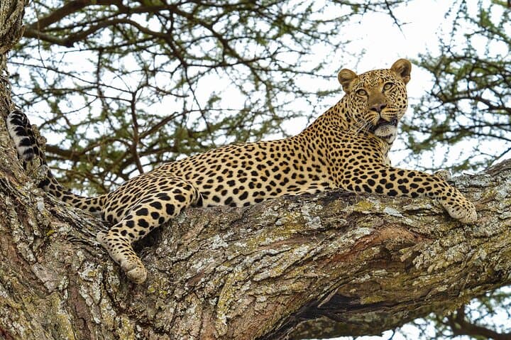 5-Day Tanzania Safari: Lake Manyara, Serengeti & Ngorongoro Crater photo 2