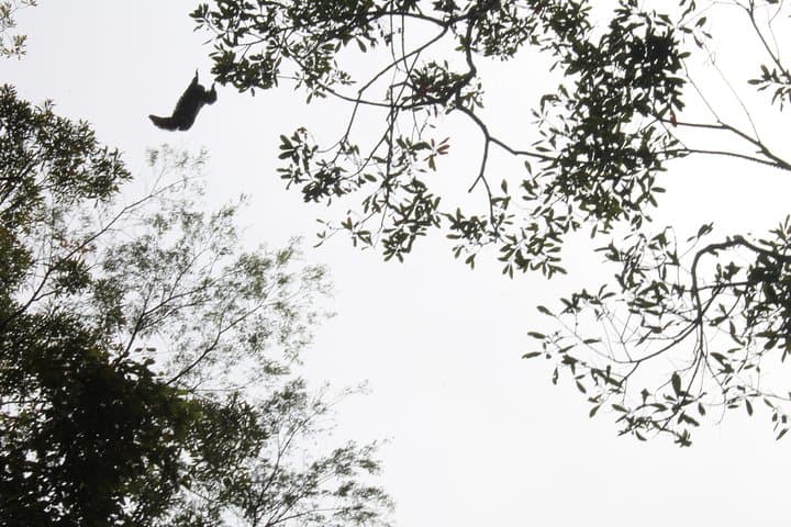 Full-Day Pacaya Samiria National Reserve Wildlife Expedition from Iquitos photo 3