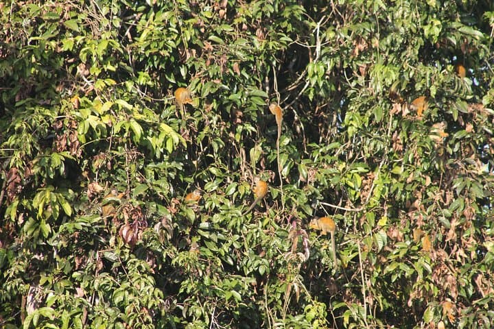 Full-Day Pacaya Samiria National Reserve Wildlife Expedition from Iquitos photo 5