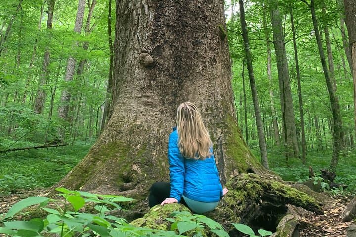 Forest Bathing in Asheville Arboretum: Guided Nature Therapy Walk (2–3 hrs)
