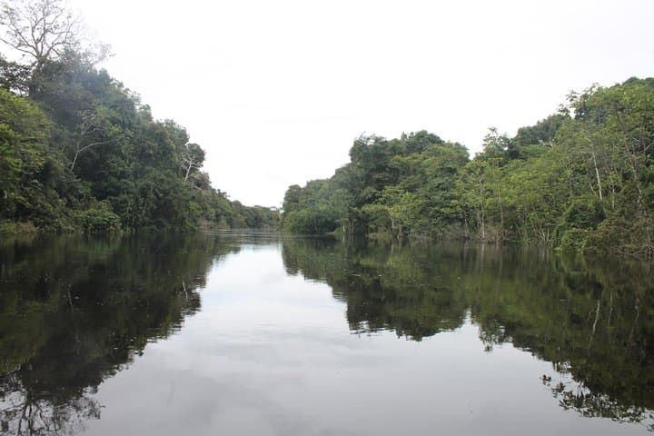 Full-Day Pacaya Samiria National Reserve Wildlife Expedition from Iquitos