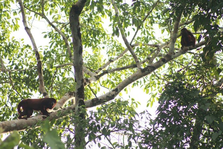 Full-Day Pacaya Samiria National Reserve Wildlife Expedition from Iquitos photo 6