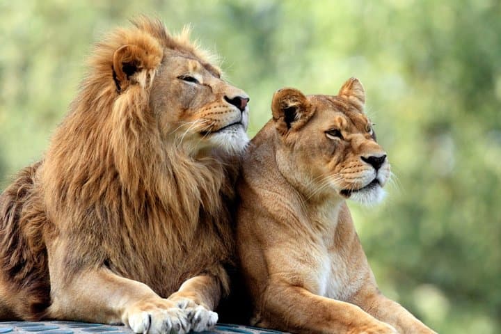 5-Day Tanzania Safari: Lake Manyara, Serengeti & Ngorongoro Crater