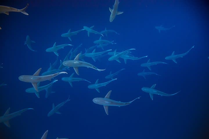 Swim with Sharks in Haleiwa: Ethical Shark Tours & Marine Science Experience photo 5