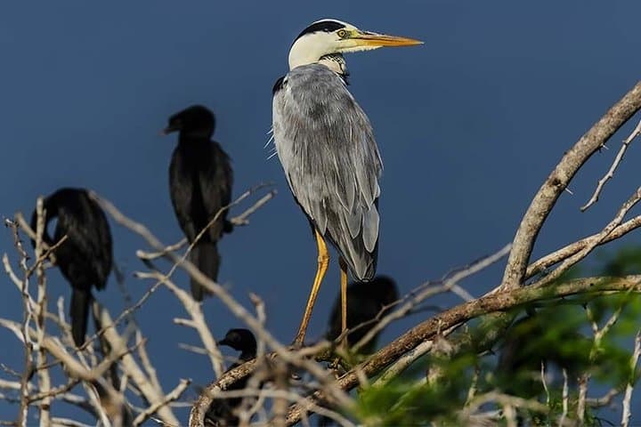 Birdwatching at Anawilundawa Sanctuary: Coastal Wetland Birding Tour, Sri Lanka