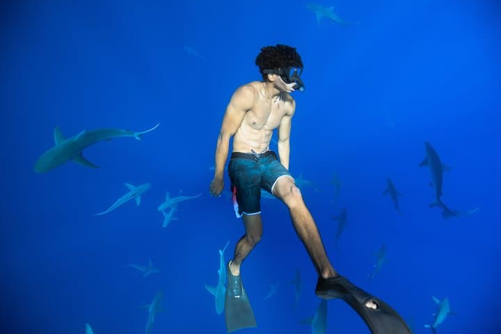 Swim with Sharks in Haleiwa: Ethical Shark Tours & Marine Science Experience photo 3