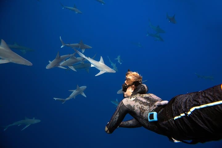 Swim with Sharks in Haleiwa: Ethical Shark Tours & Marine Science Experience