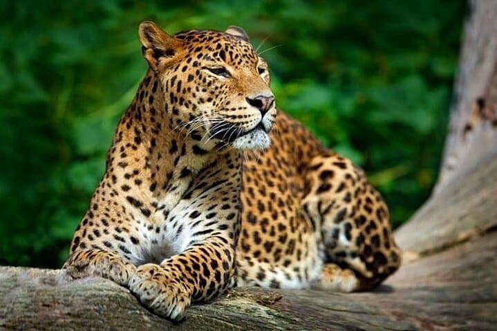 Starry Night Safari: One-Night Camping in Yala National Park photo 2