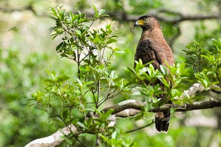 6-Day Sri Lanka Wildlife Tour: Sinharaja Rainforest & Mirissa Whale Watching photo 1