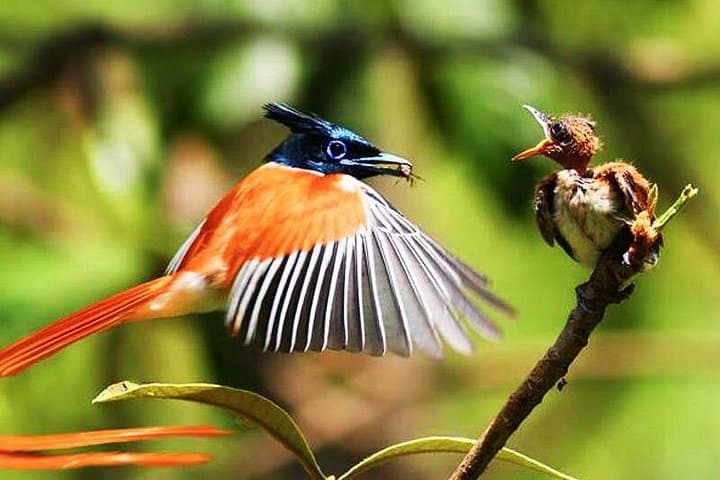 6-Day Sri Lanka Wildlife Tour: Sinharaja Rainforest & Mirissa Whale Watching photo 2