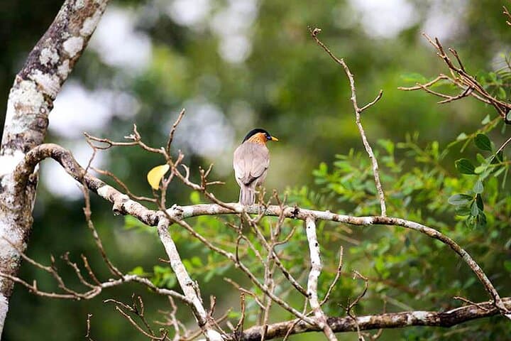 Six-Day Birdwatching and Wildlife Safari in Southern Sri Lanka photo 4