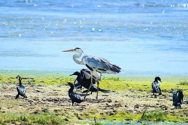 6-Day Sri Lanka Wildlife Tour: Sinharaja Rainforest & Mirissa Whale Watching photo 4