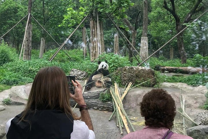 Chengdu Panda Base to Leshan Giant Buddha: Private Day Trip from Chengdu photo 4