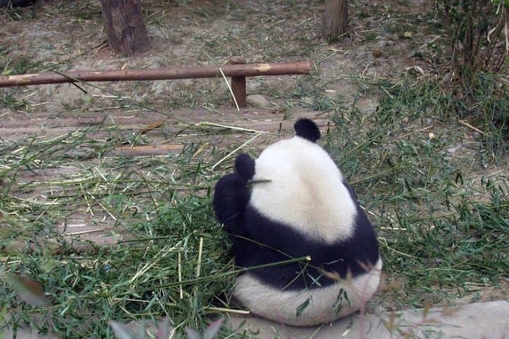 Chengdu Panda Base to Leshan Giant Buddha: Private Day Trip from Chengdu photo 3
