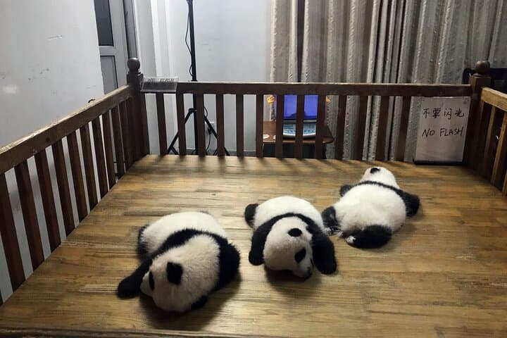 Chengdu Panda Base to Leshan Giant Buddha: Private Day Trip from Chengdu photo 5
