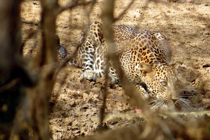 Yala National Park Safari from Koggala — Day Trip to See Leopards & Elephants photo 3
