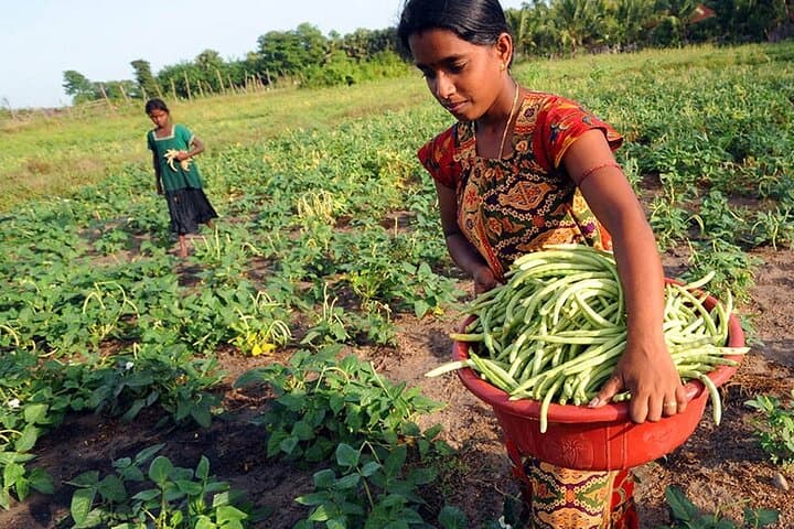 Sri Lanka Agro Tour: 5-Day Farm-to-Field Cultural Experience photo 3