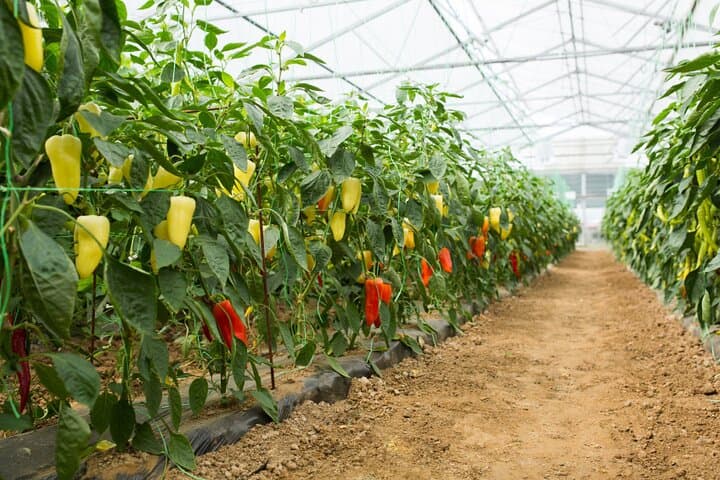 Sri Lanka Agro Tour: 5-Day Farm-to-Field Cultural Experience photo 5
