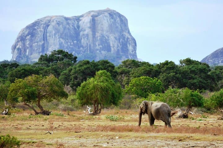 Instagram Tour of Sri Lanka: 7-Day Highlights from Sigiriya to Bentota photo 5