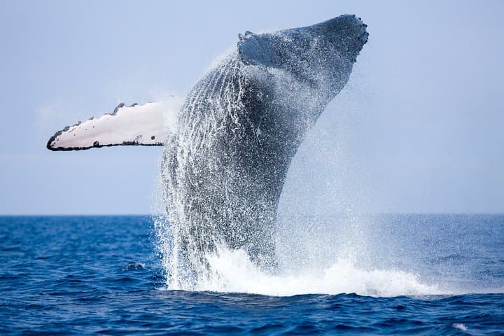 Mirissa Yacht Cruise: Whale Watching & Private Luxury on Sri Lanka’s South Coast photo 2