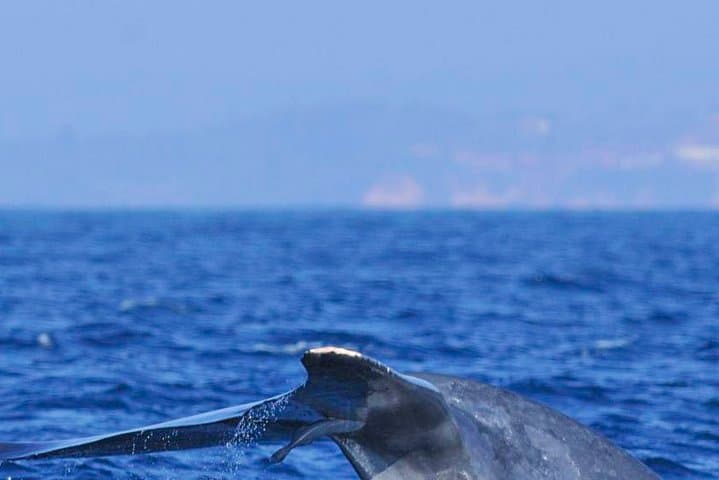 Mirissa Yacht Cruise: Whale Watching & Private Luxury on Sri Lanka’s South Coast photo 3