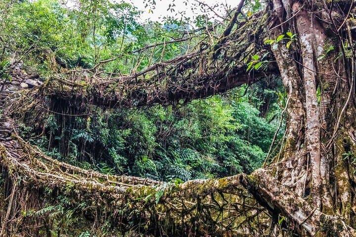 Day Trip to Mawlynnong: Cleanest Village & Living Root Bridges from Shillong photo 3