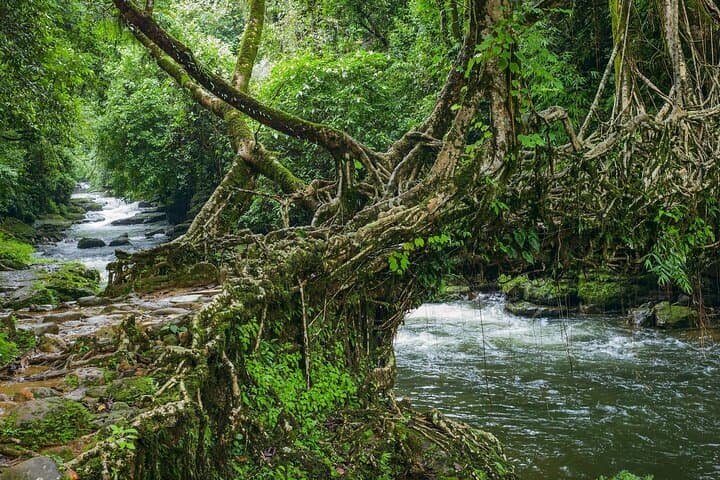 Day Trip to Mawlynnong: Cleanest Village & Living Root Bridges from Shillong photo 6
