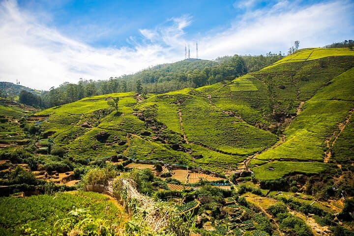 Ella Tea Estate Experience: Halpe Factory Tour & Tasting photo 5